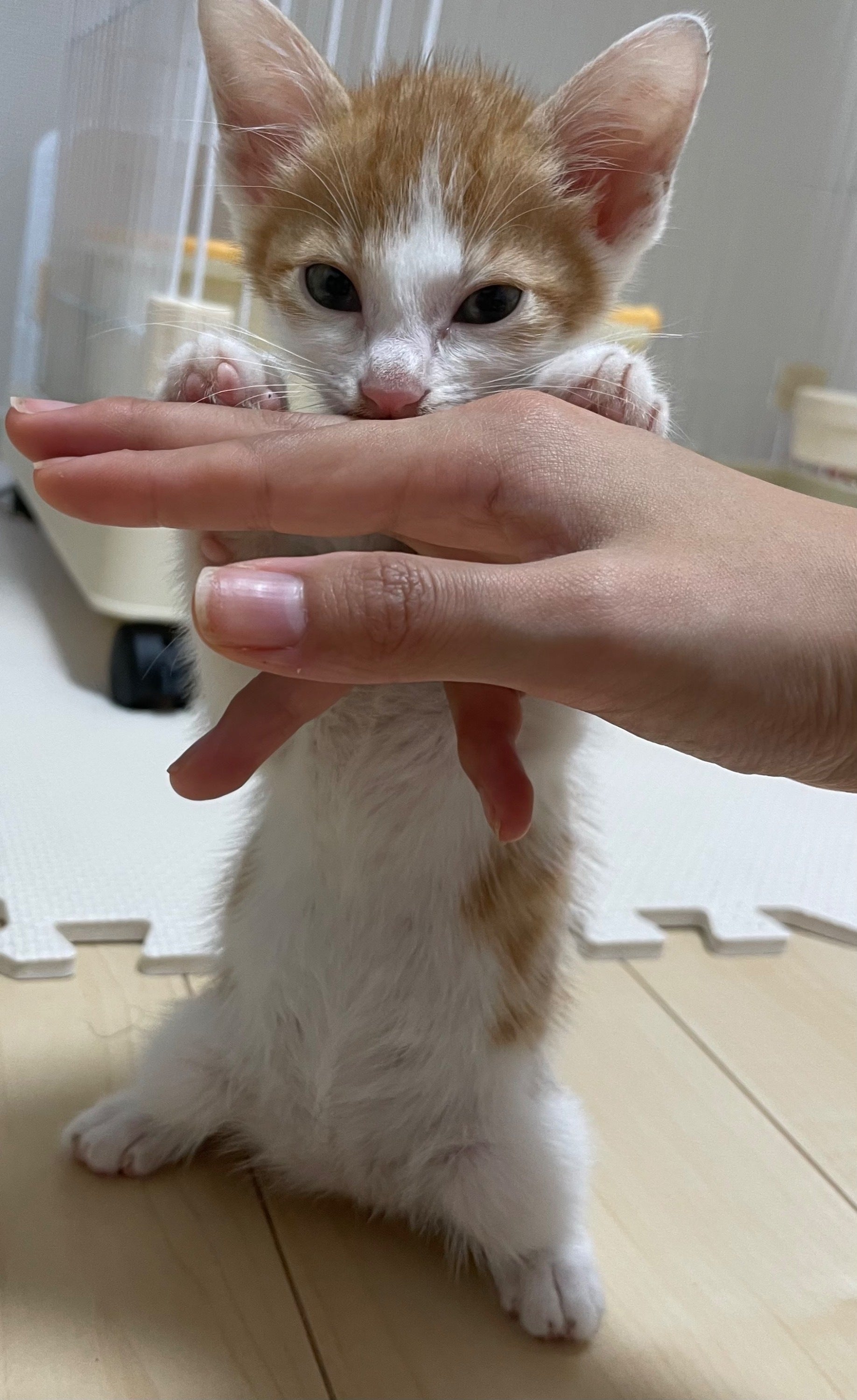 4番目のメイン画像