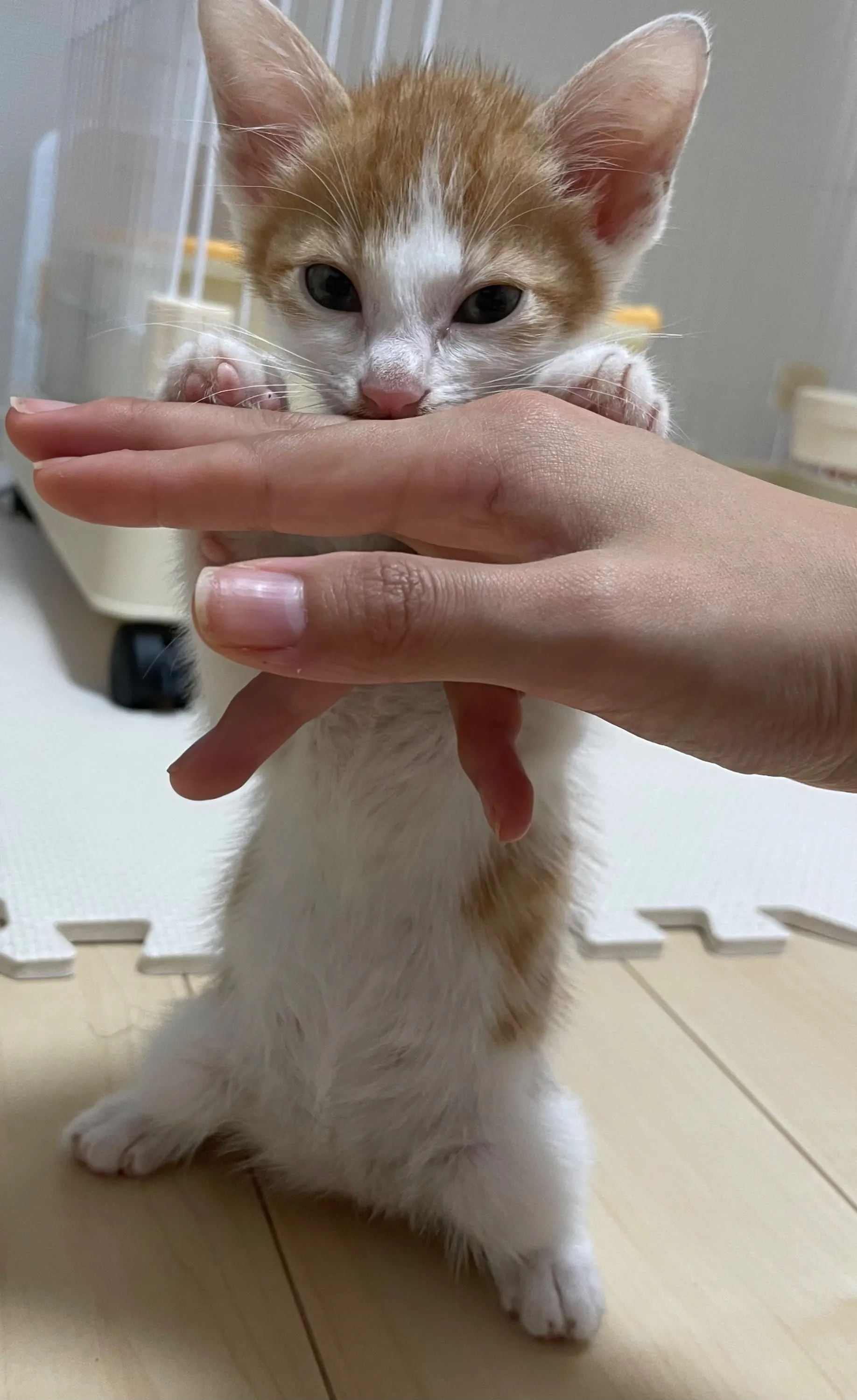 4番目のメイン画像