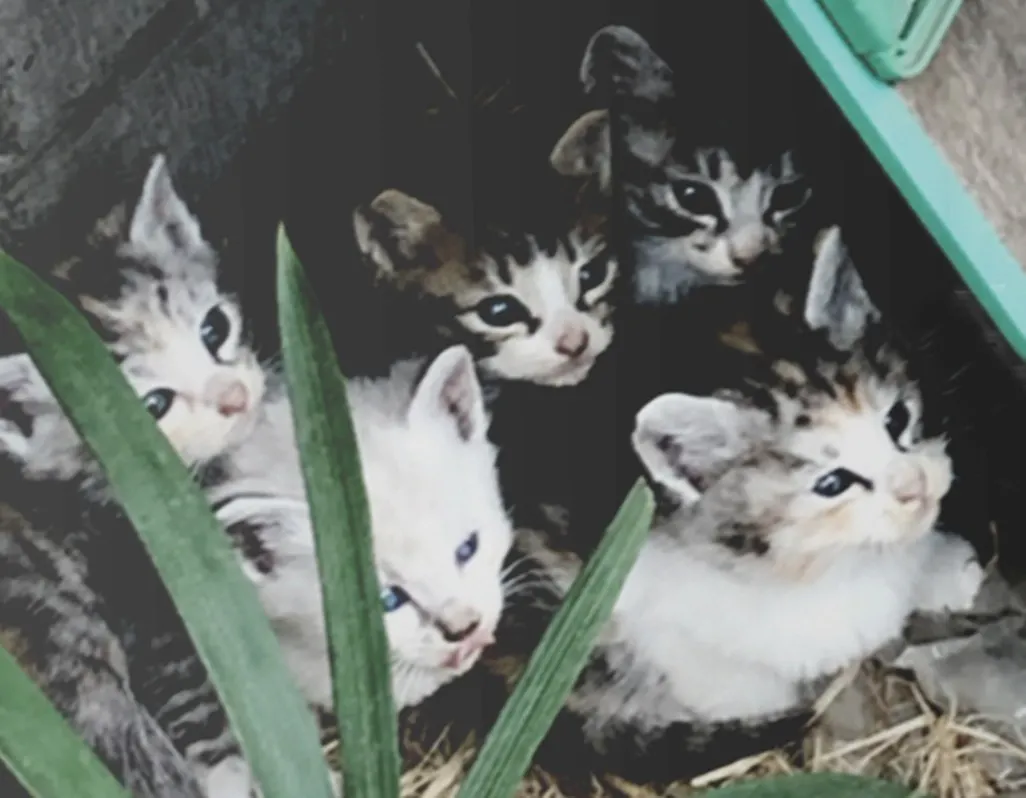 3番目のメイン画像