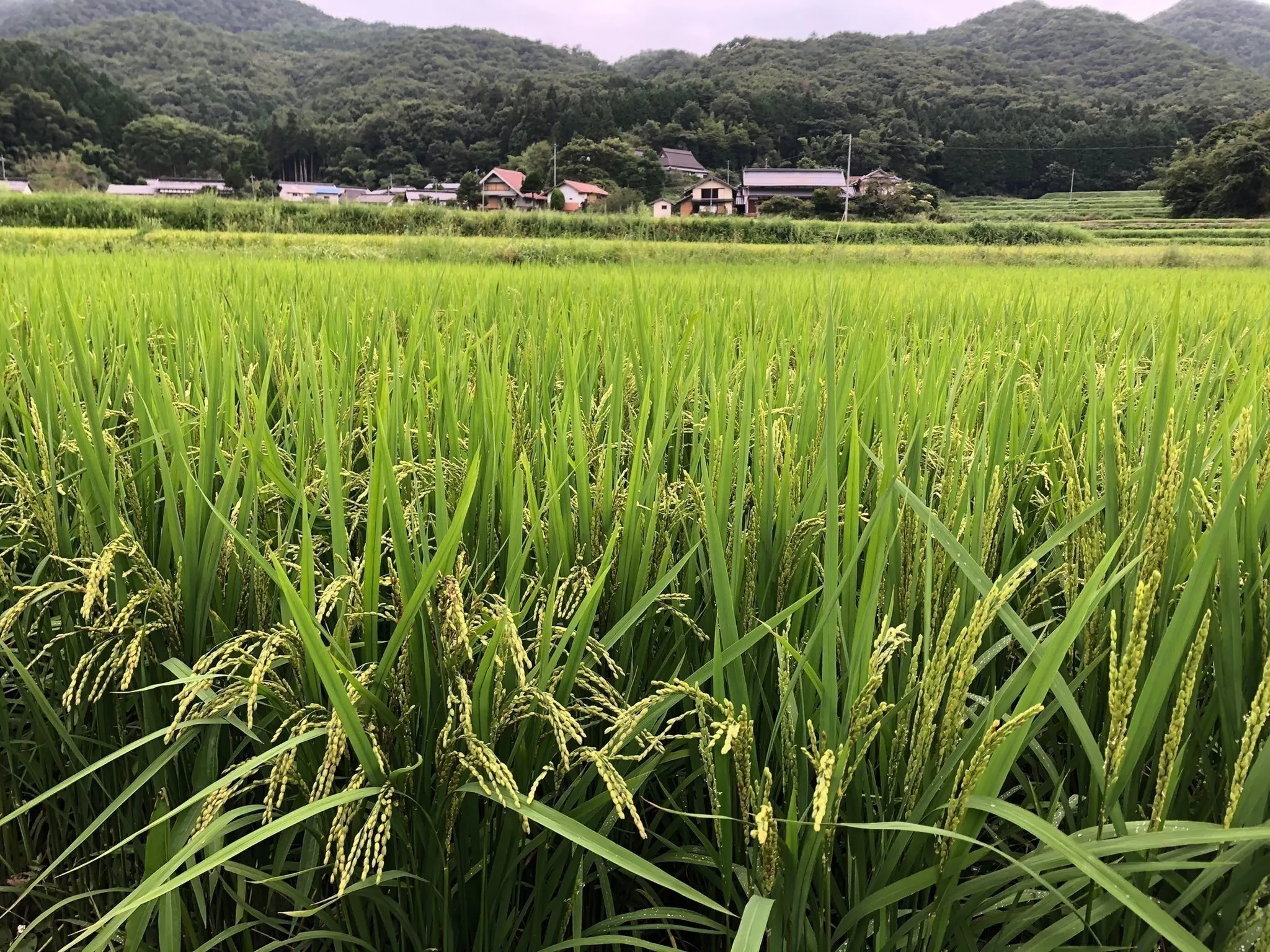 4番目のメイン画像