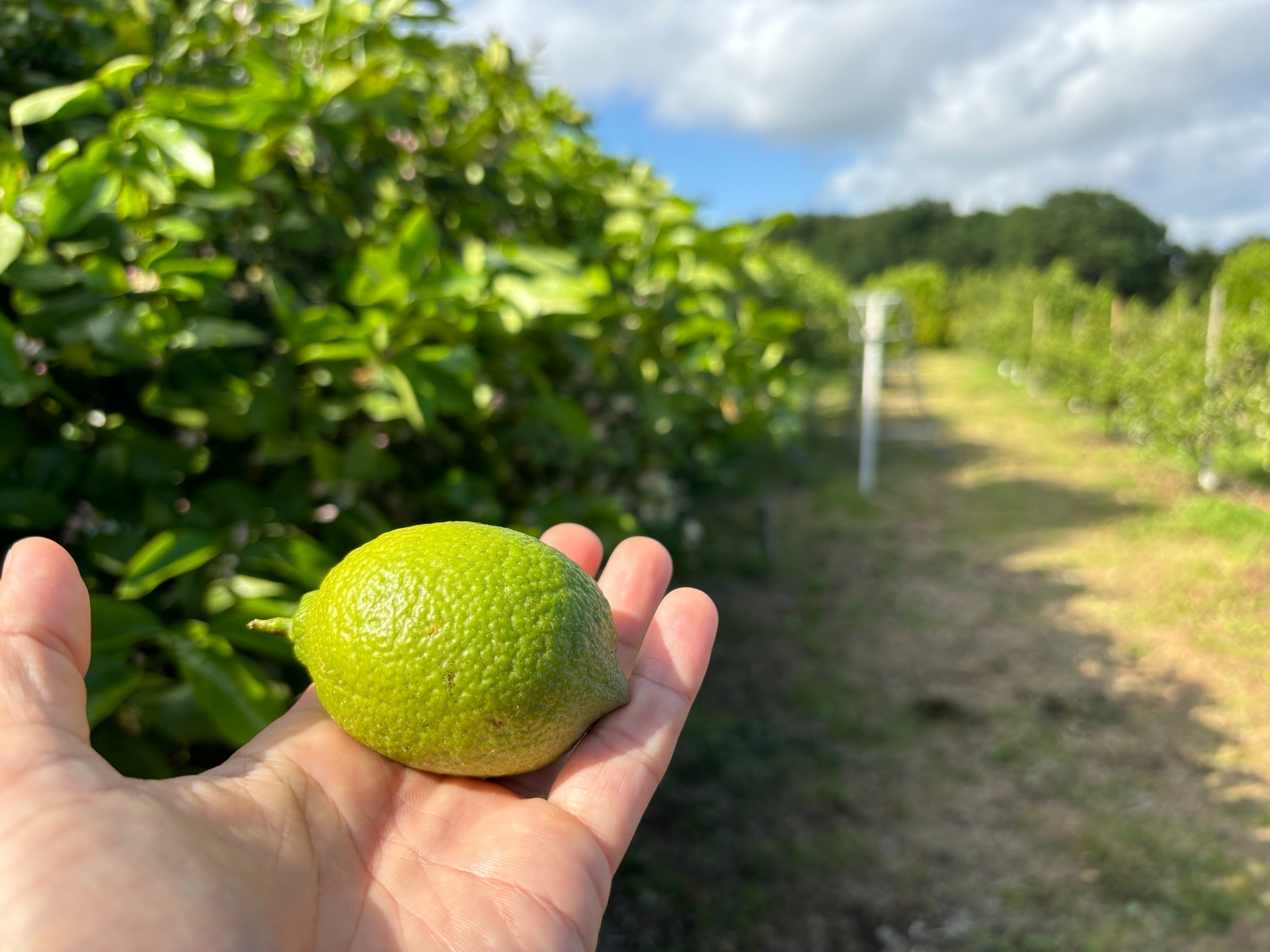 3番目のメイン画像