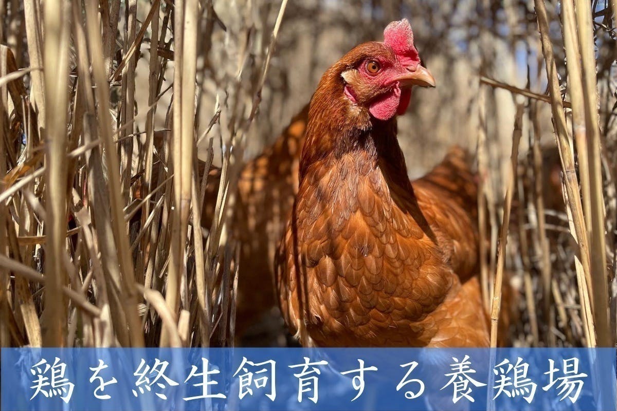 鶏の終生飼育を続けるために、ご支援をよろしくお願いいたします。 - CAMPFIRE (キャンプファイヤー)