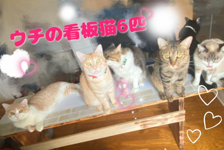和菓子猫の憩いの場スタジオ