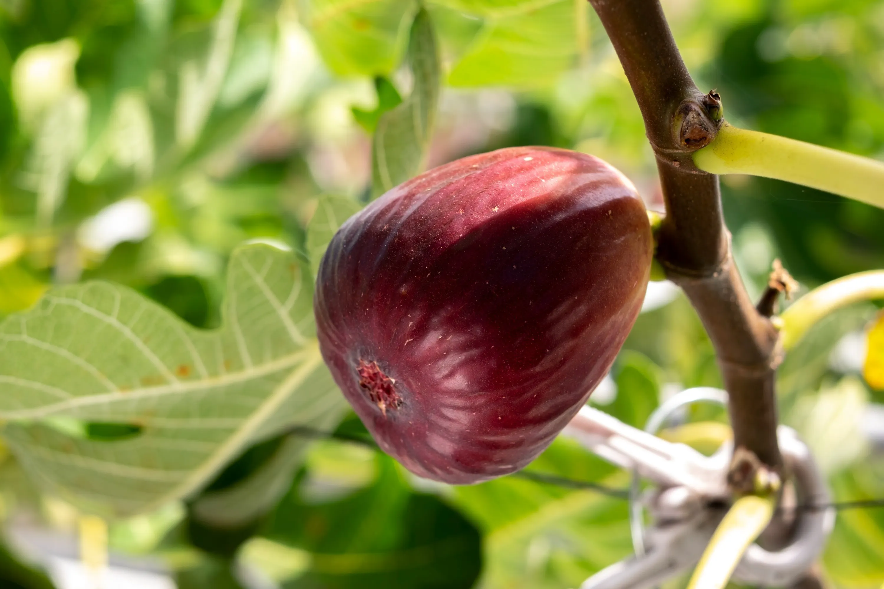 3番目のメイン画像