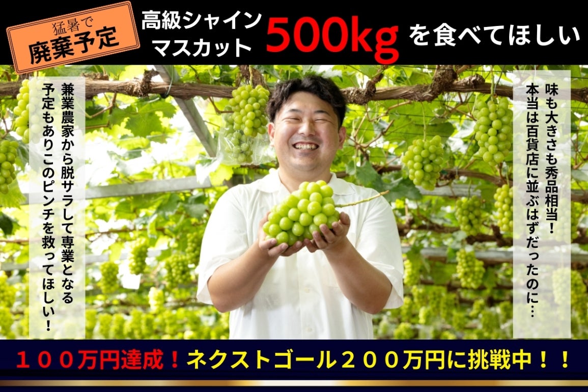 高温被害で高級シャインマスカット500kg廃棄の危機！このピンチを