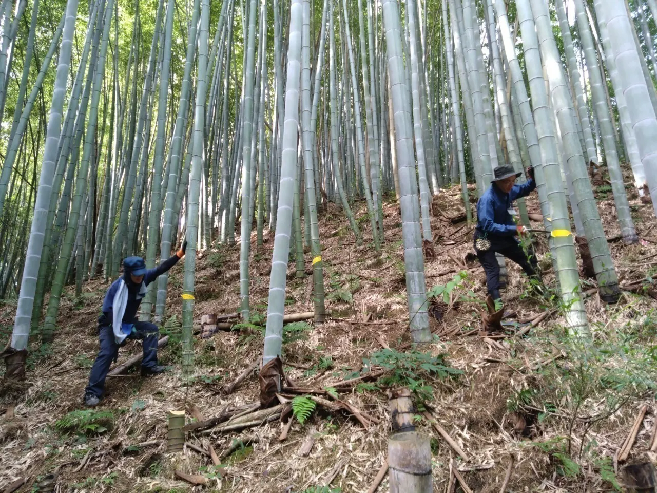 3番目のメイン画像