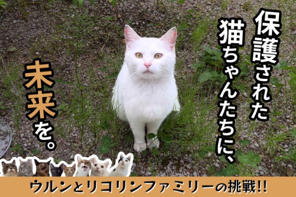 野良猫に幸せな家を」保護猫ハウスの実現を目指すプロジェクト始動