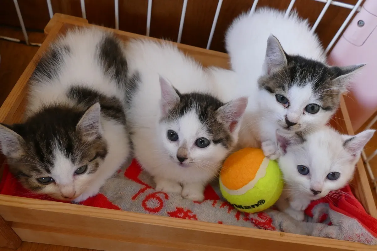 5番目のメイン画像