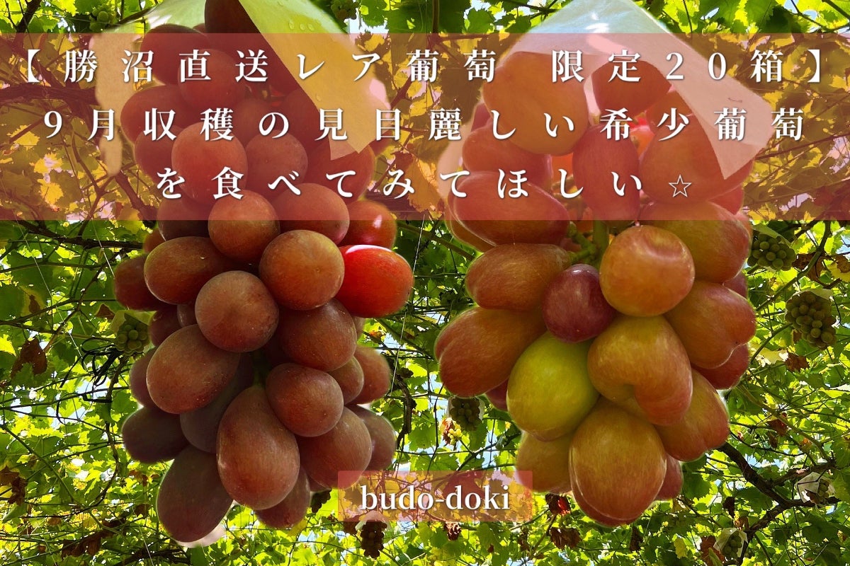 勝沼直送レア葡萄・限定20箱】9月収穫の見目麗しい希少葡萄を食べて