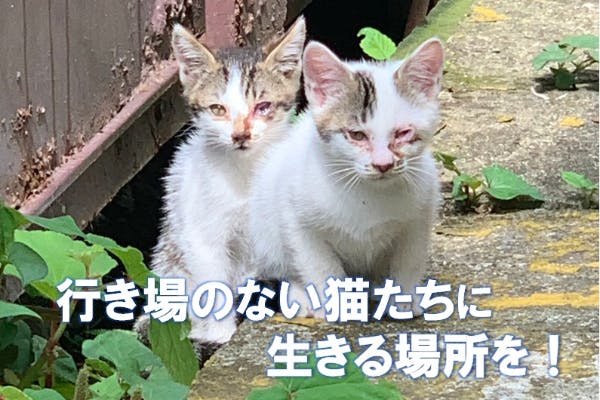 障害や治療困難な病気をもつ、行き場のない猫達に生きる場所を！