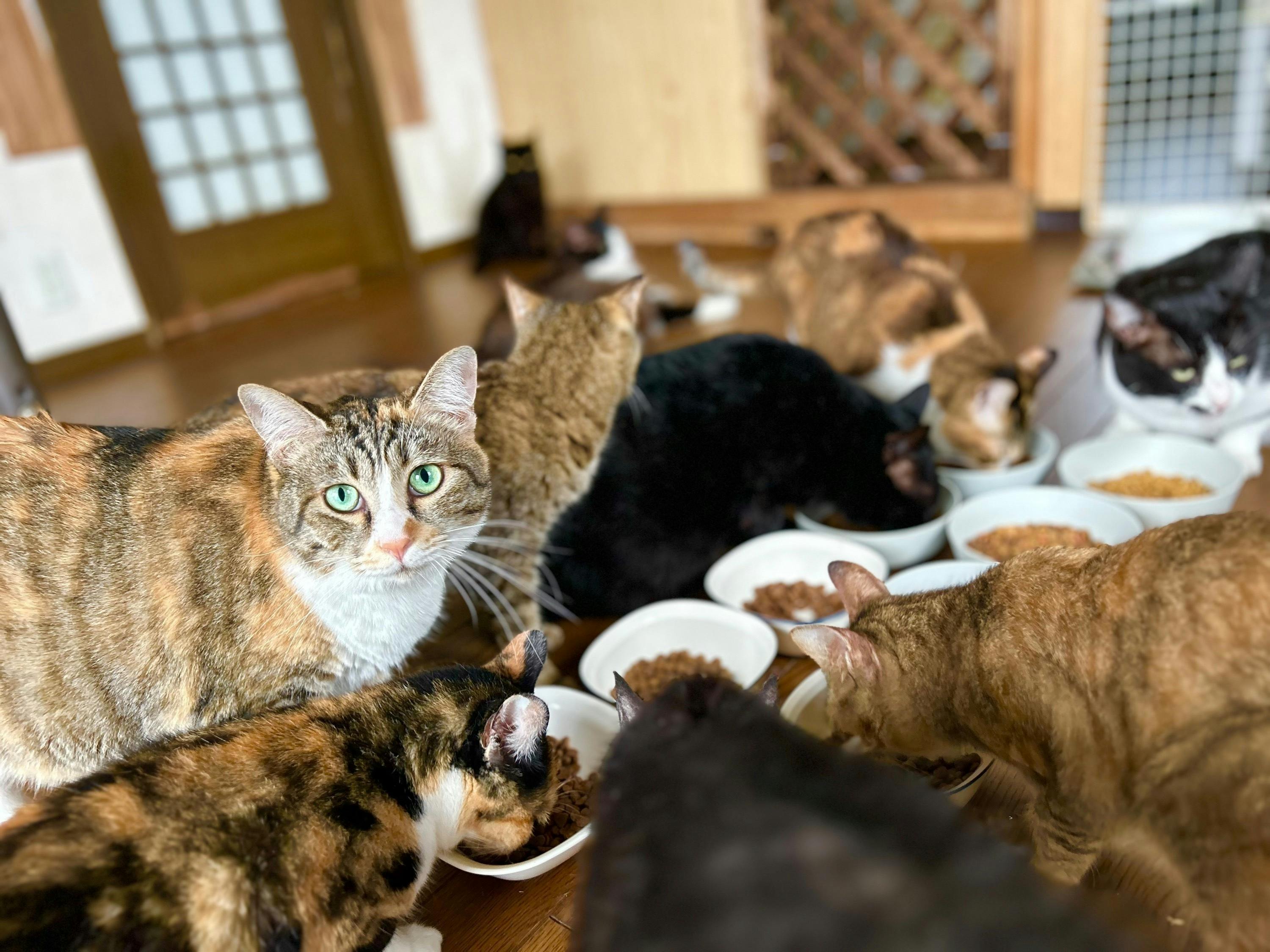 109匹の保護猫と3匹の犬のお世話を続けていきたい - CAMPFIRE (キャンプファイヤー)