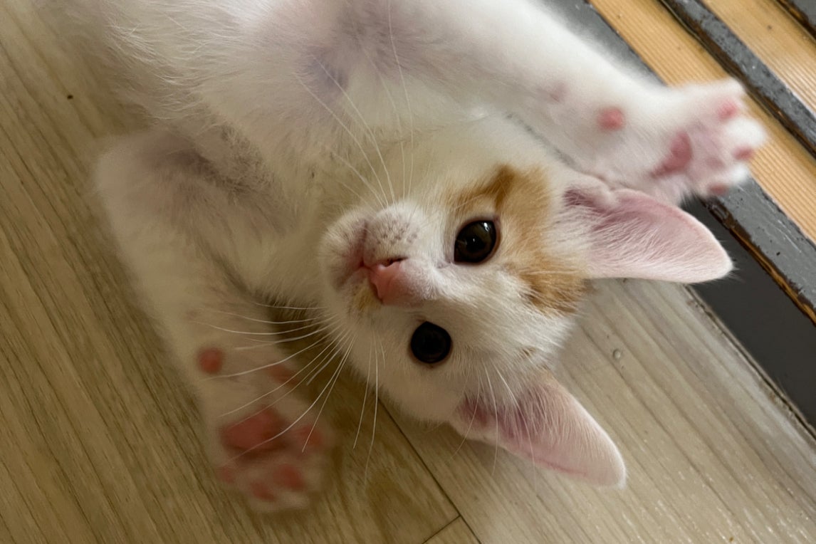 1番目のメイン画像