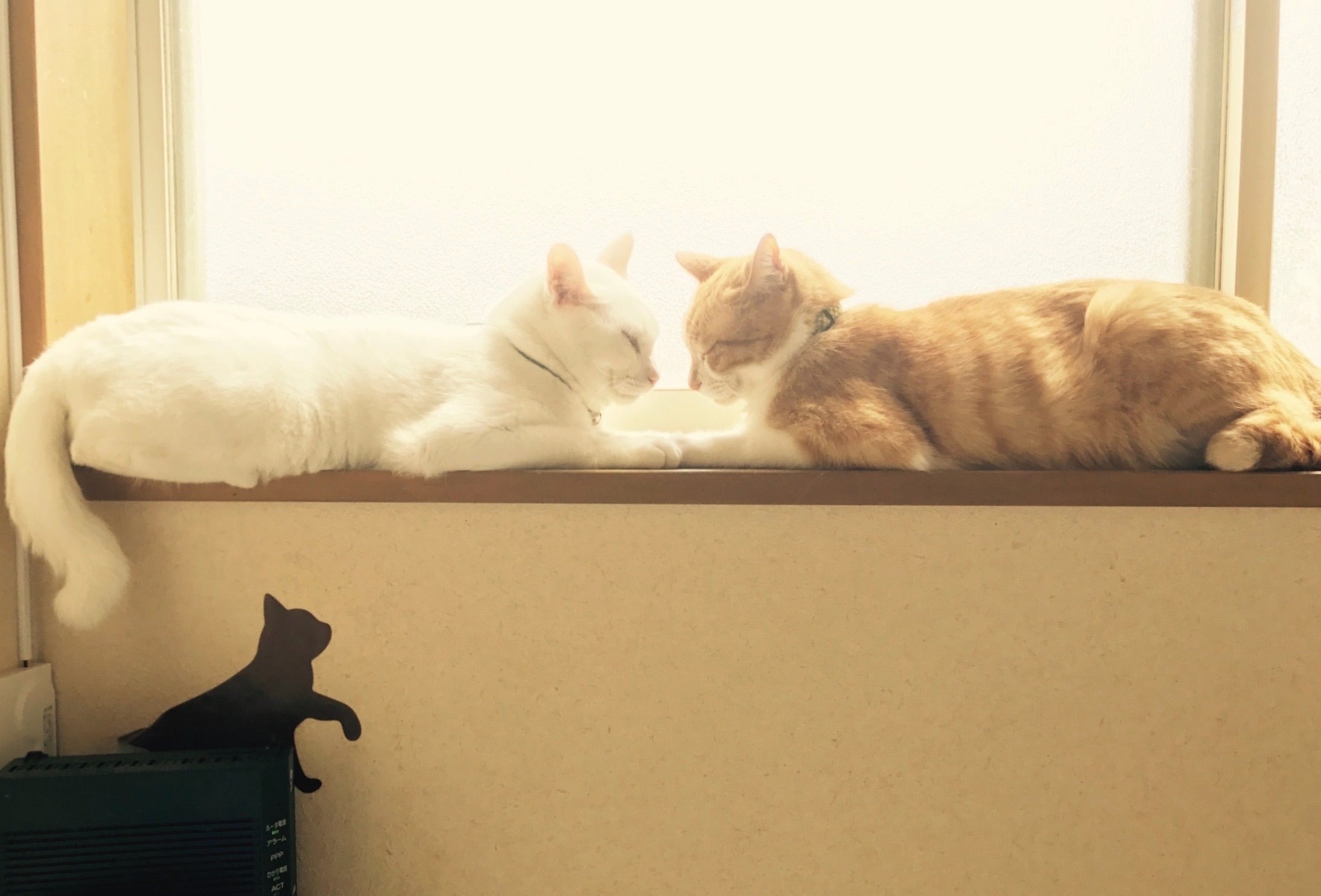 成猫達のずっとの家族を探せる場所を作りたい。 - CAMPFIRE (キャンプ