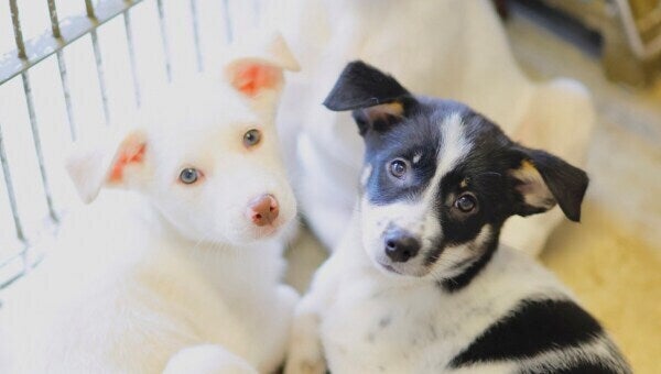 保護犬の殺処分ゼロ」を目指してー別海町「犬の保護」支援プロジェクト