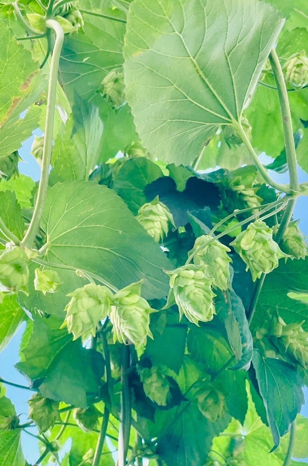 5番目のメイン画像