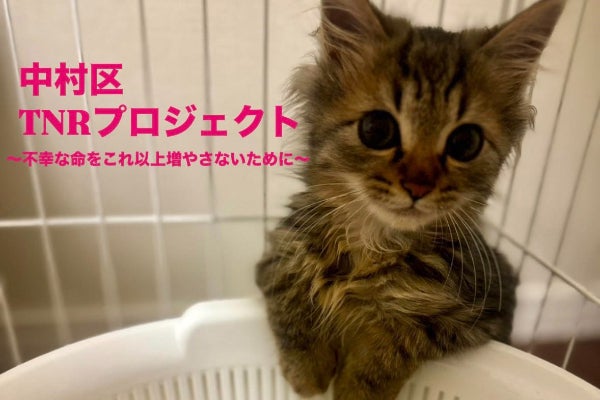 野良猫 地域の野良猫を守ろう！TNRプロジェクト〜人と猫の共存〜 - CAMPFIRE
