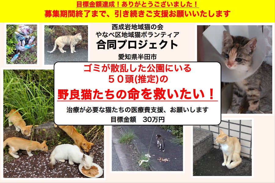 飼い主のいない保護猫の医療費を集めるプロジェクト - CAMPFIRE 