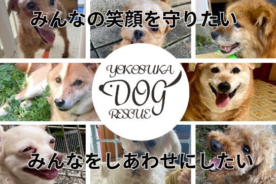 保護犬シェルターの改修にご支援お願いいたします！