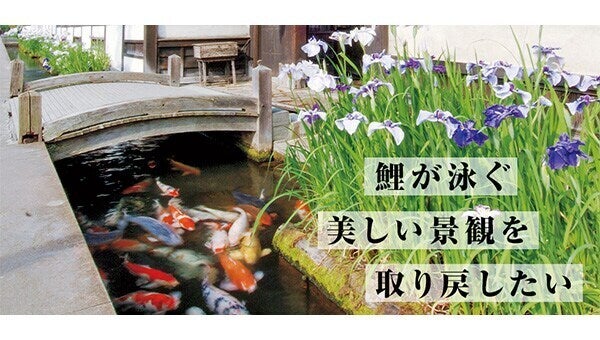鯉」が泳ぐ津和野の景観を未来へつなぐ『鯉プロジェクト』 - CAMPFIRE