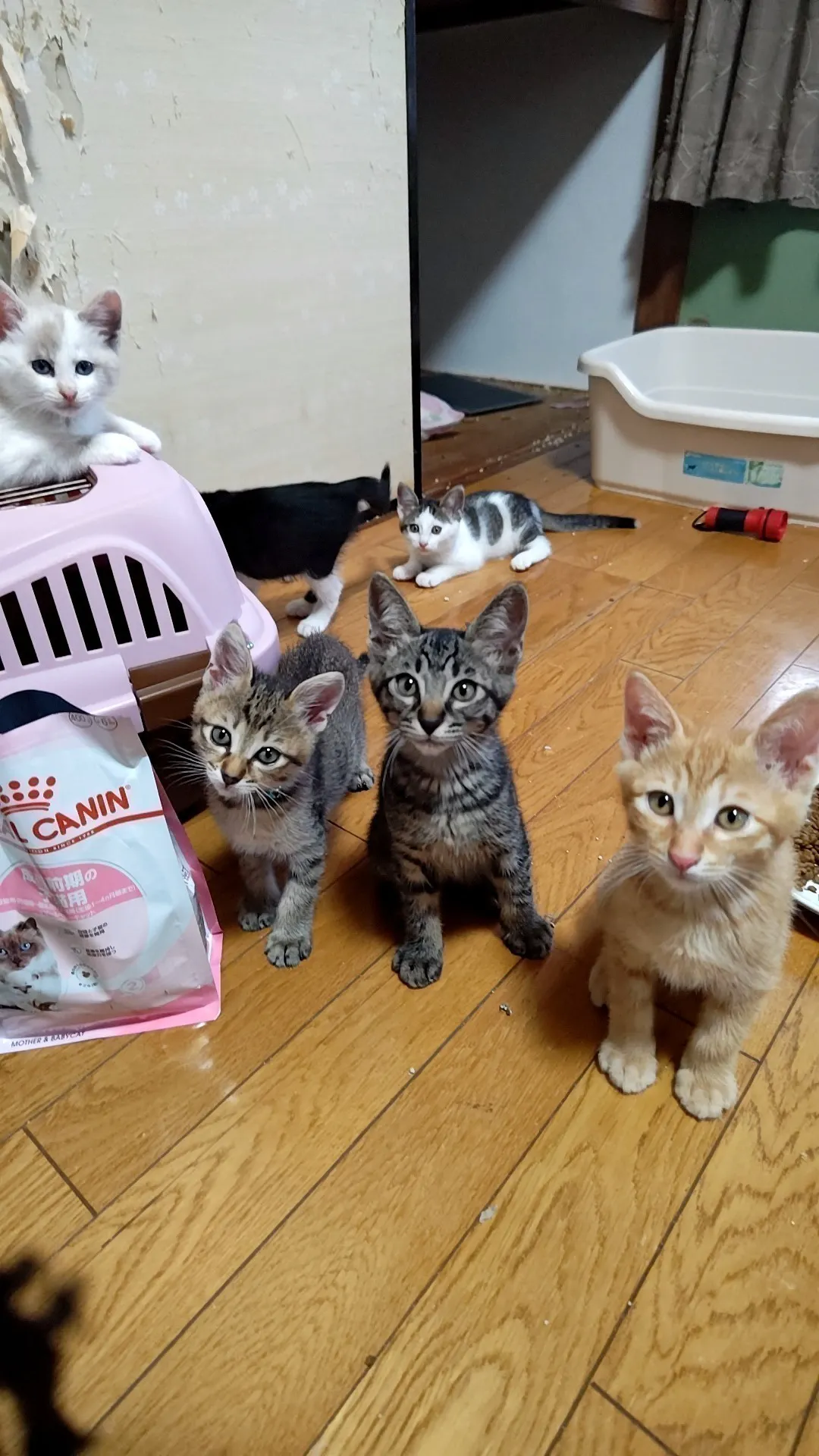 3番目のメイン画像