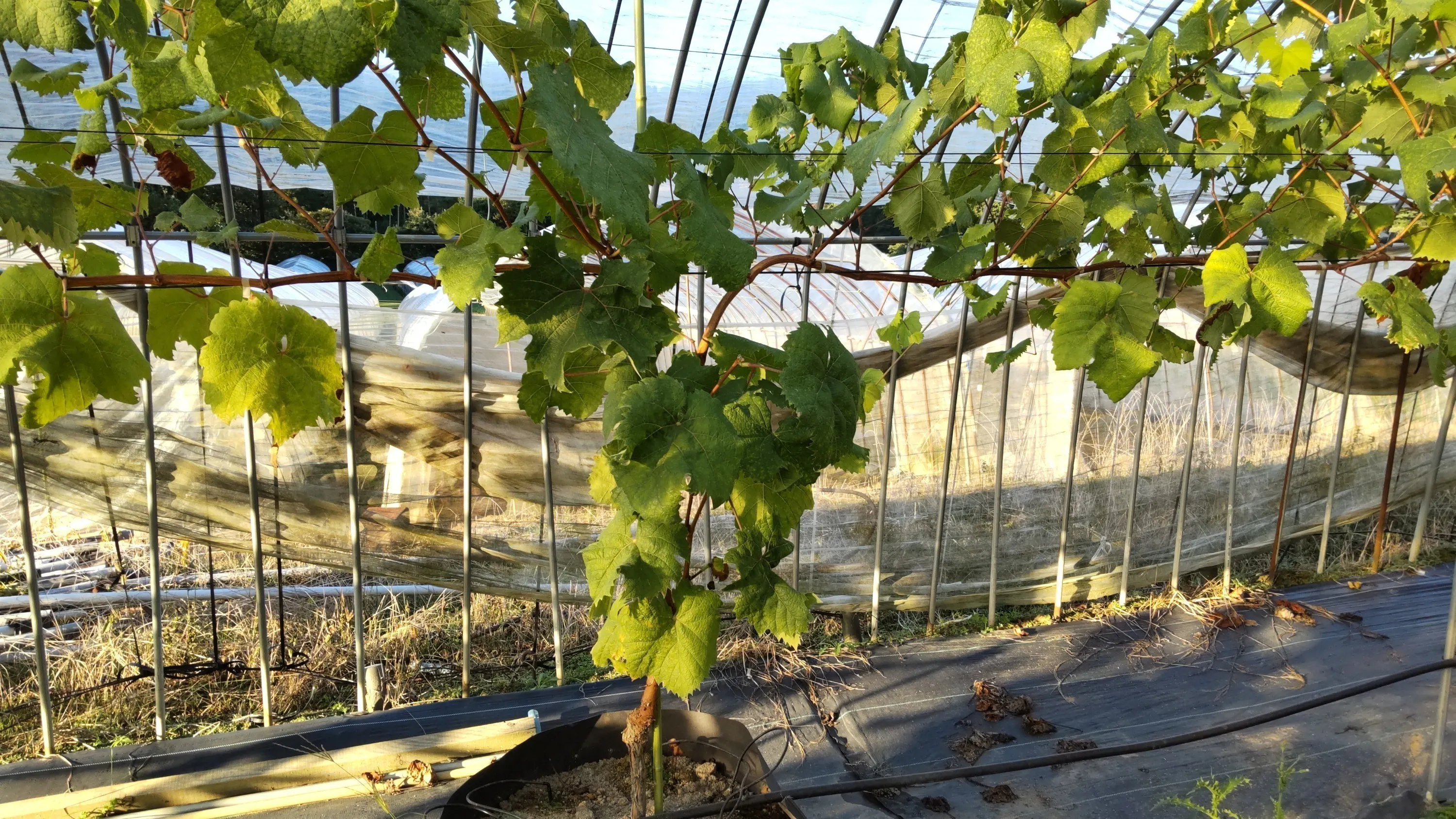 4番目のメイン画像