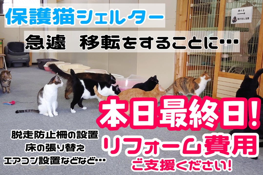 あくあ保護猫シェルター里親募集中！ - CAMPFIRE (キャンプファイヤー)