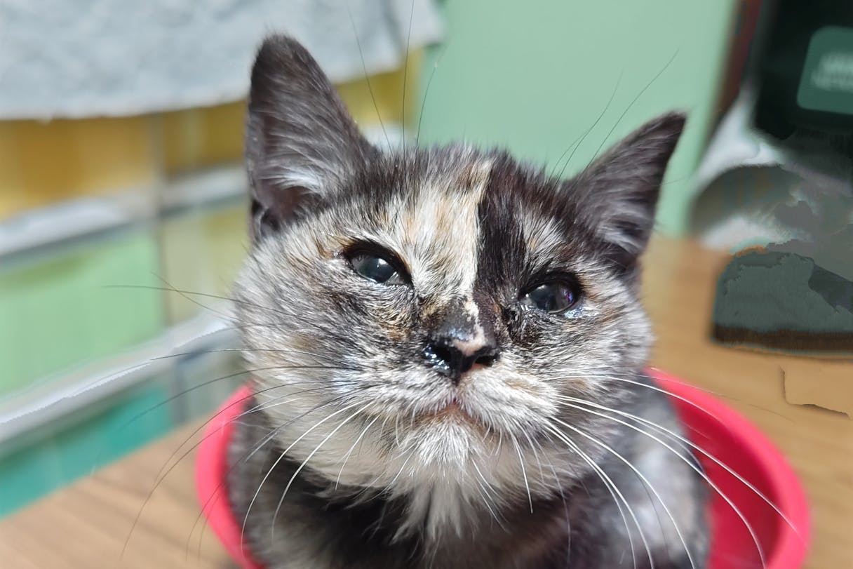 《おもち猫》の保護猫たちの健康な成長を守るための食費医療費の為のファンクラブです