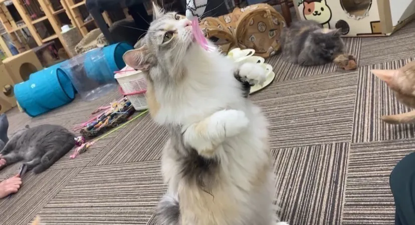 4番目のメイン画像