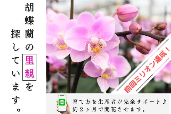 胡蝶蘭のプロと咲かせる！傷ついた小さな胡蝶蘭たちの里親募集<2nd