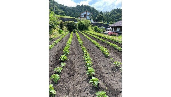 耕作放棄地を解消し地域活性化 えごまプロジェクト - CAMPFIRE