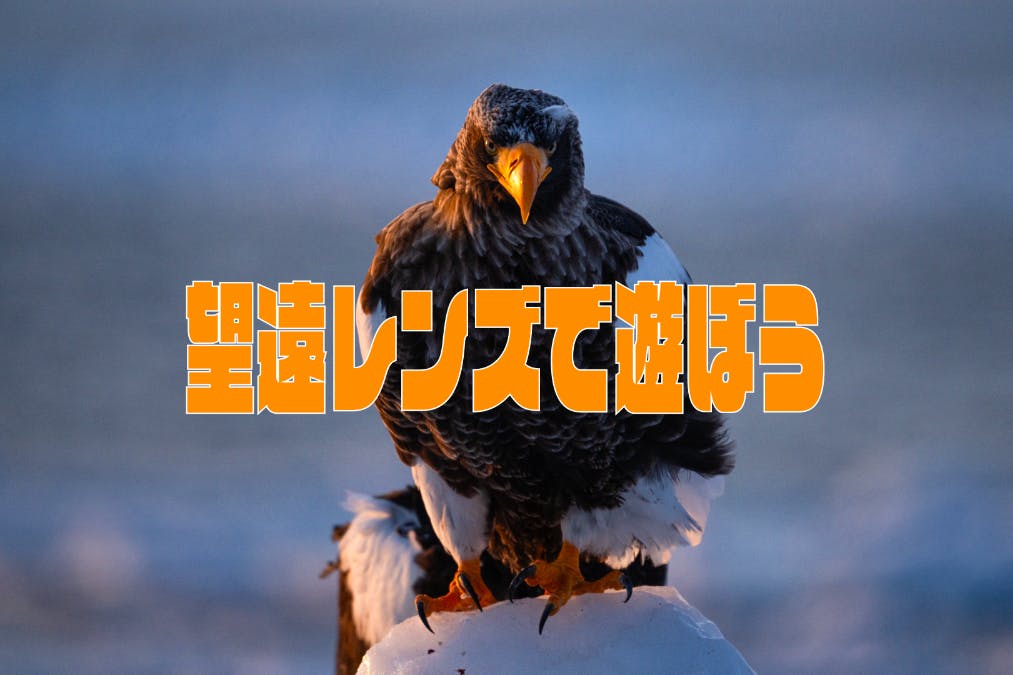 望遠レンズで遊ぼう