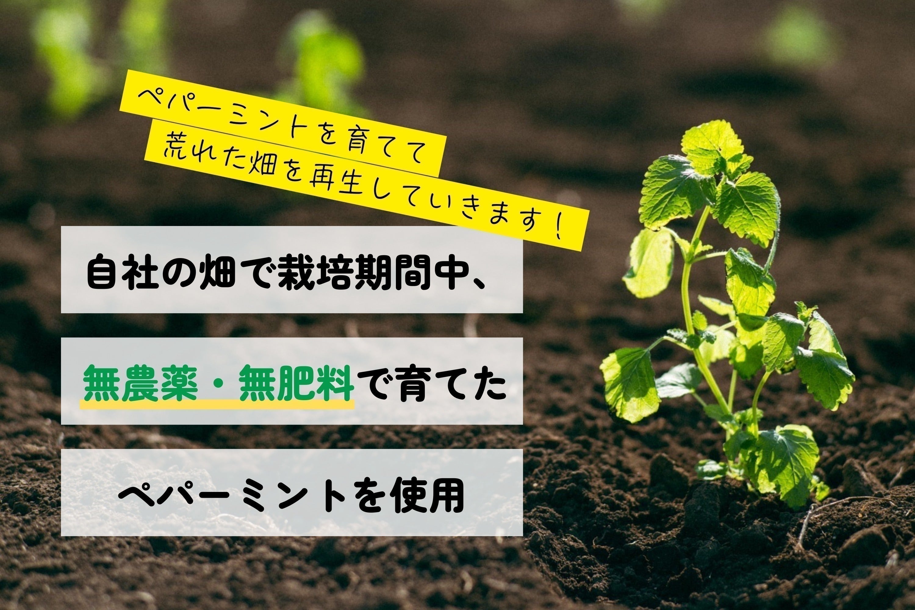 2番目のメイン画像