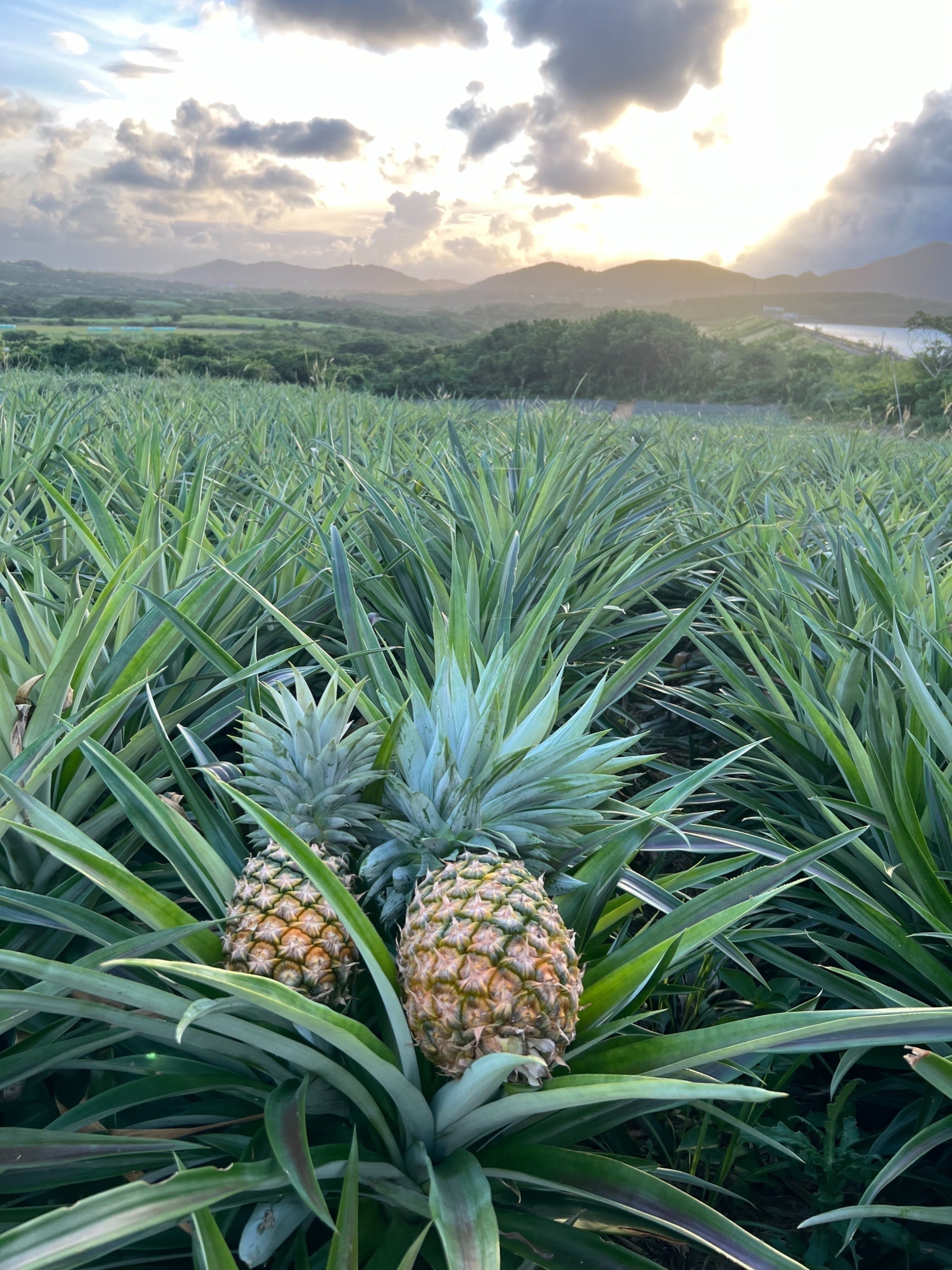 3番目のメイン画像