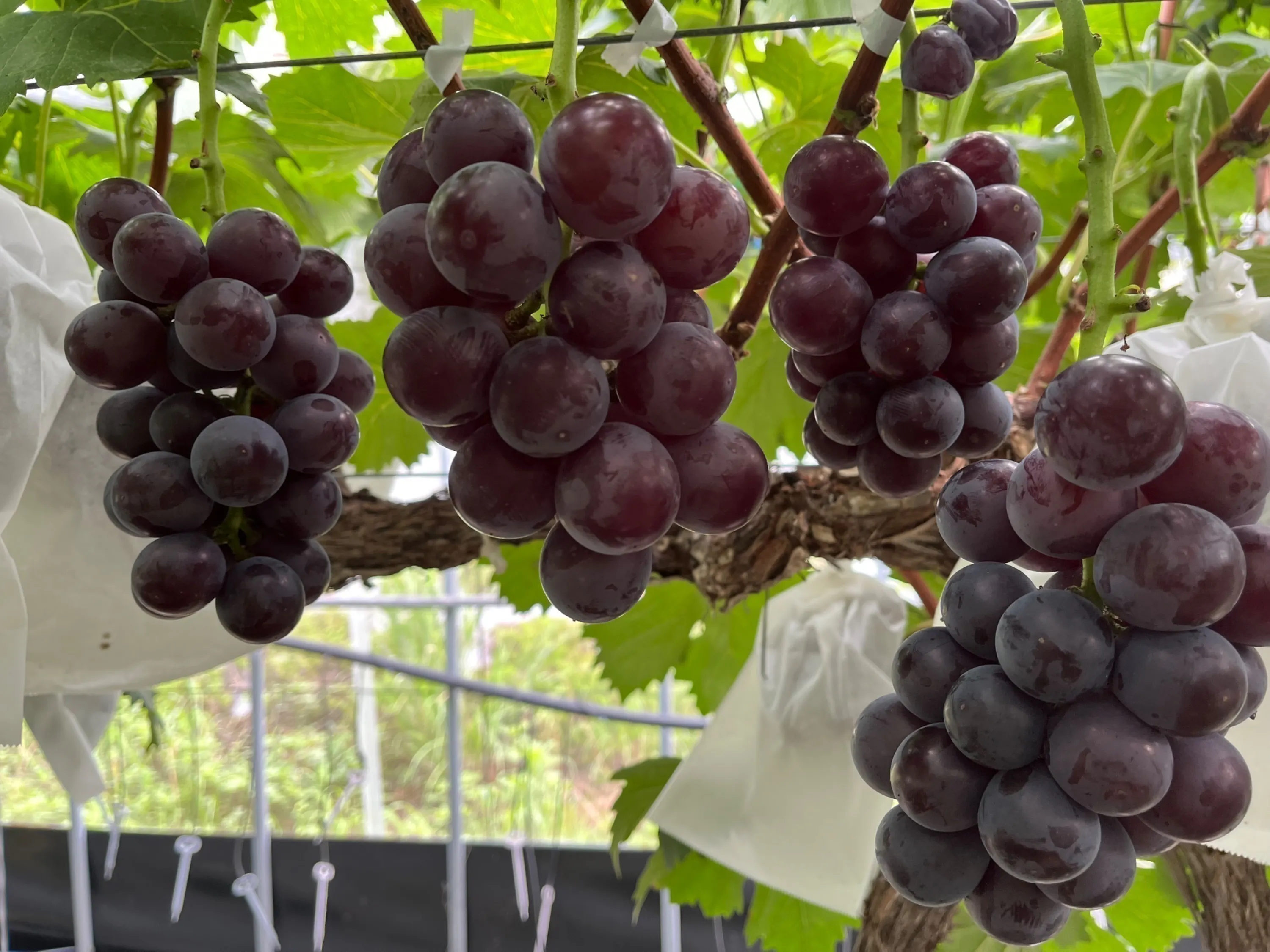 4番目のメイン画像