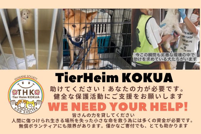 虐待や殺処分から救われた保護犬たちの命と未来をつなぐ為にはあなたの力が必要です
