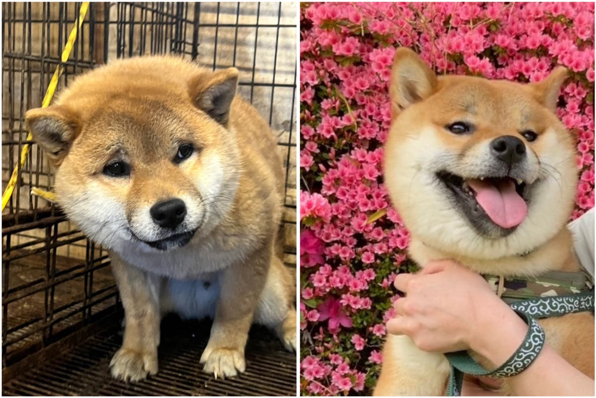 くま丸と仲間たち|小さな命の居場所を守りたい