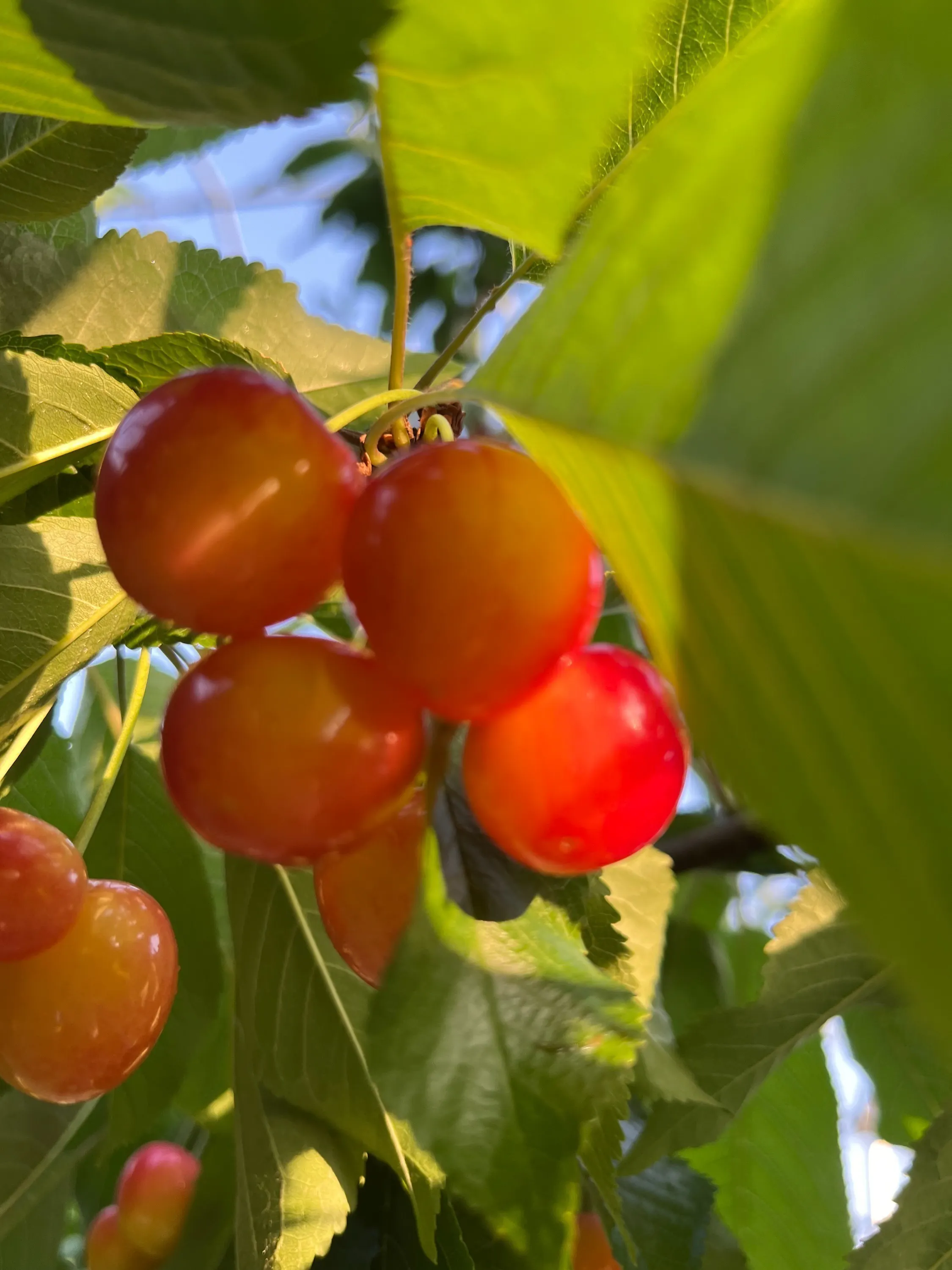 5番目のメイン画像