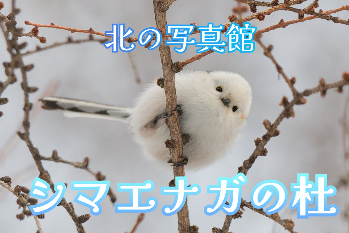 北の写真館「シマエナガの杜」