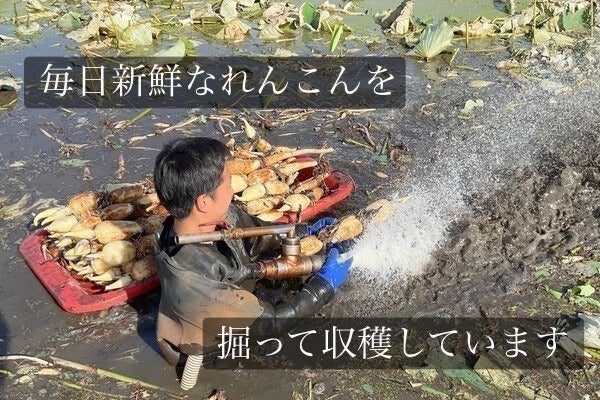 れんこん農家のお裾分け” 見た目じゃない。土が育てた、本当の味を届け れんこん農家のお裾分け” 見た目じゃない。土が育てた、本当の味を届け