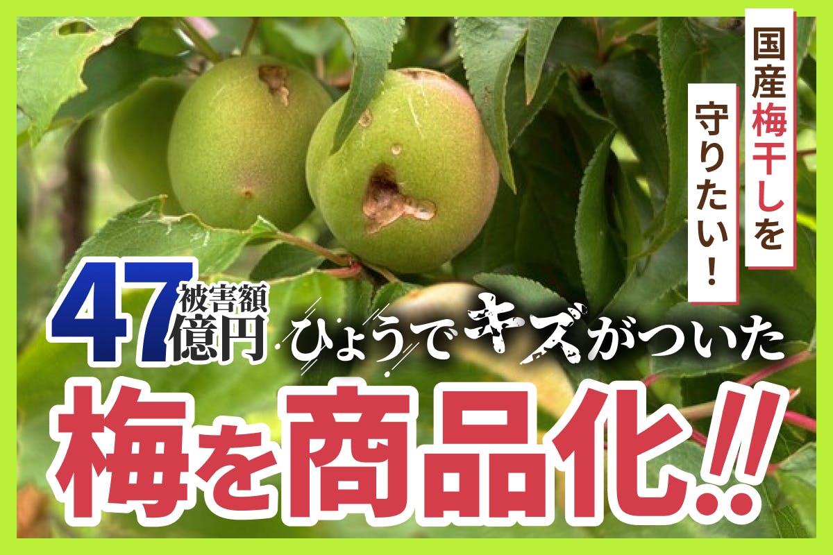 支援者一覧 - 【大凶作】歴史的ひょう被害。傷ついた梅を救済し
