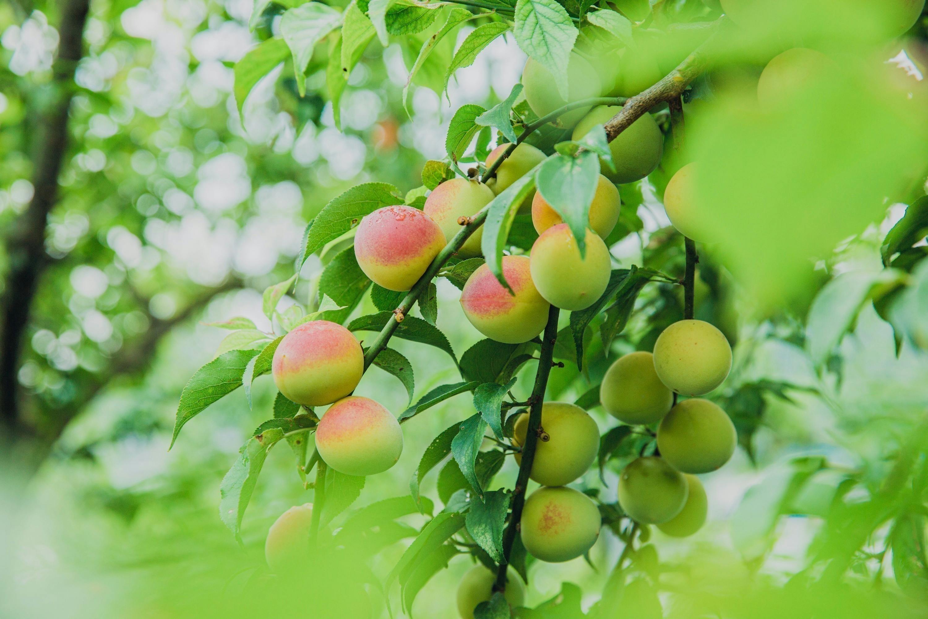 4番目のメイン画像