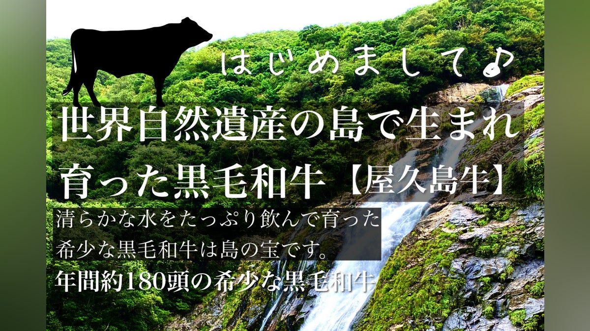 唯一無二の黒毛和牛「屋久島牛プロジェクト」〜世界自然遺産の味わいを 唯一無二の黒毛和牛「屋久島牛プロジェクト」〜世界自然遺産の味わいを