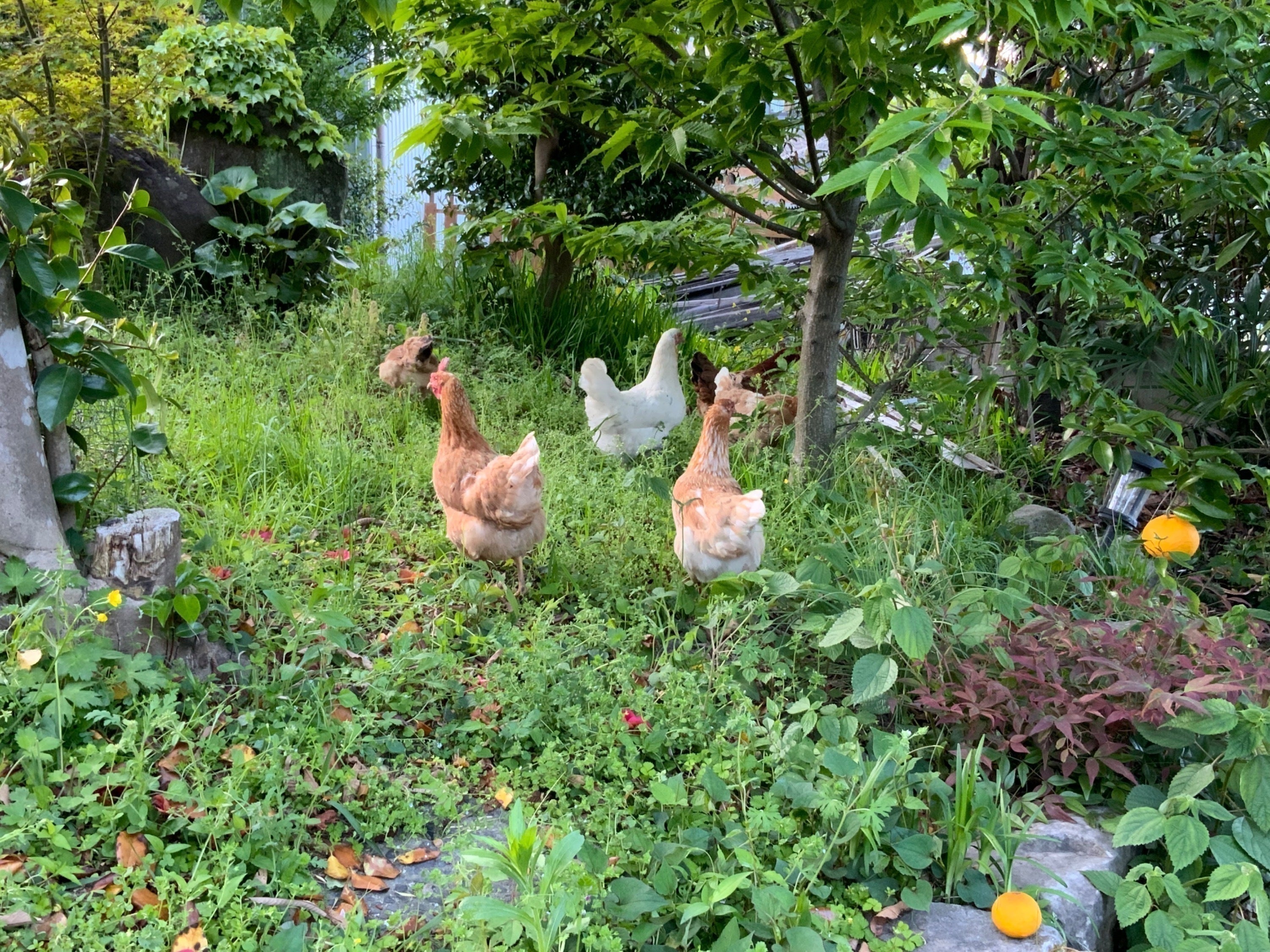 2番目のメイン画像