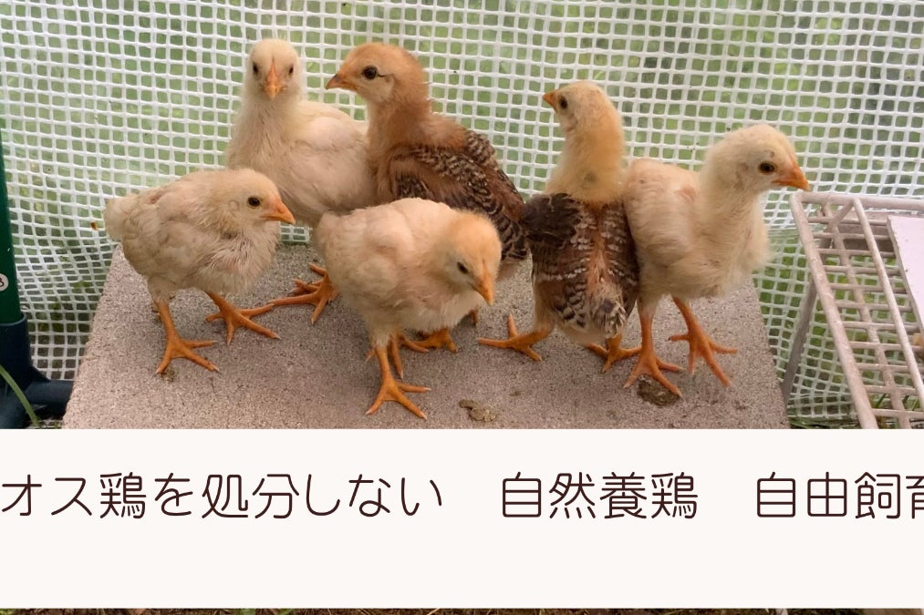 オス鶏を処分しない自然養鶏 - CAMPFIRE (キャンプファイヤー)