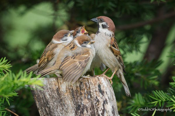 野鳥の保護活動『北海道の空』庭園はあなたの応援を必要としています!