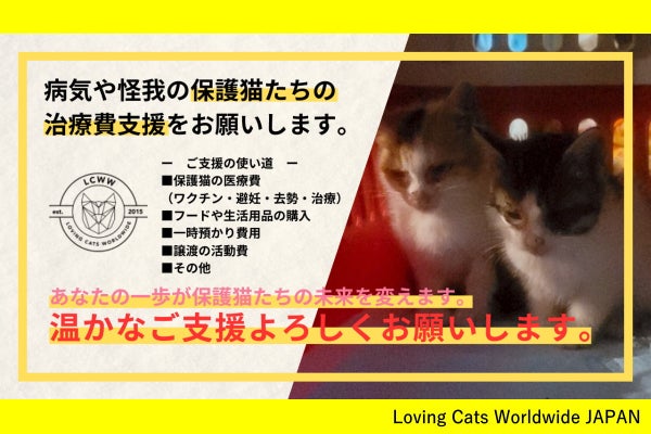 長野・保護猫24匹】重病の猫たちを一匹でも多く救いたい！医療費ご支援