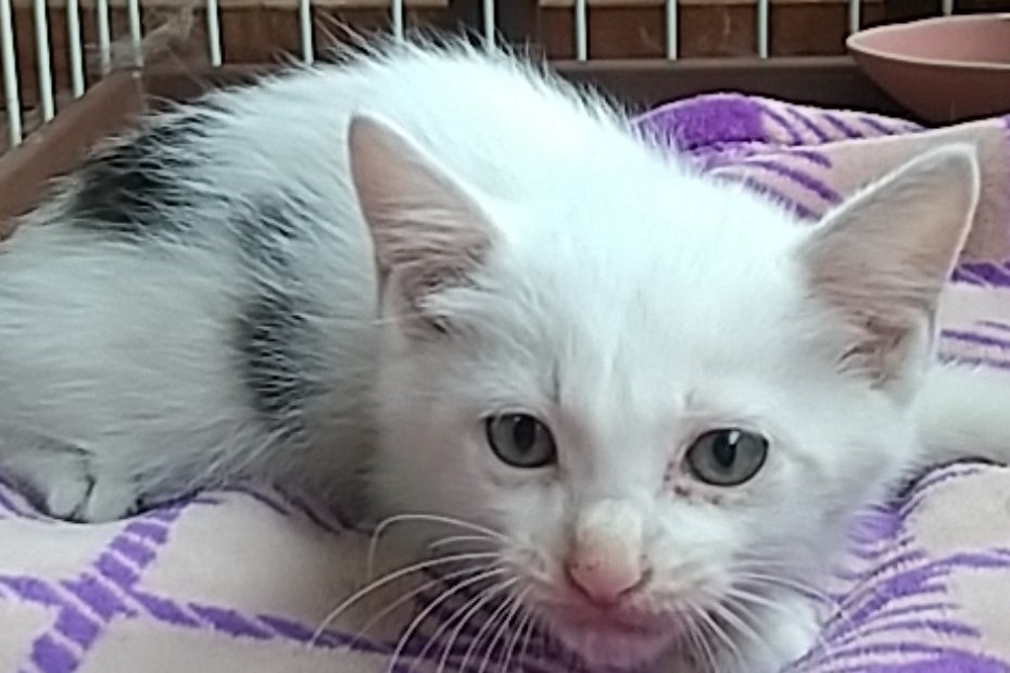 群馬の野良猫を守るTNR第2弾！特大ケージ調達プロジェクト - CAMPFIRE