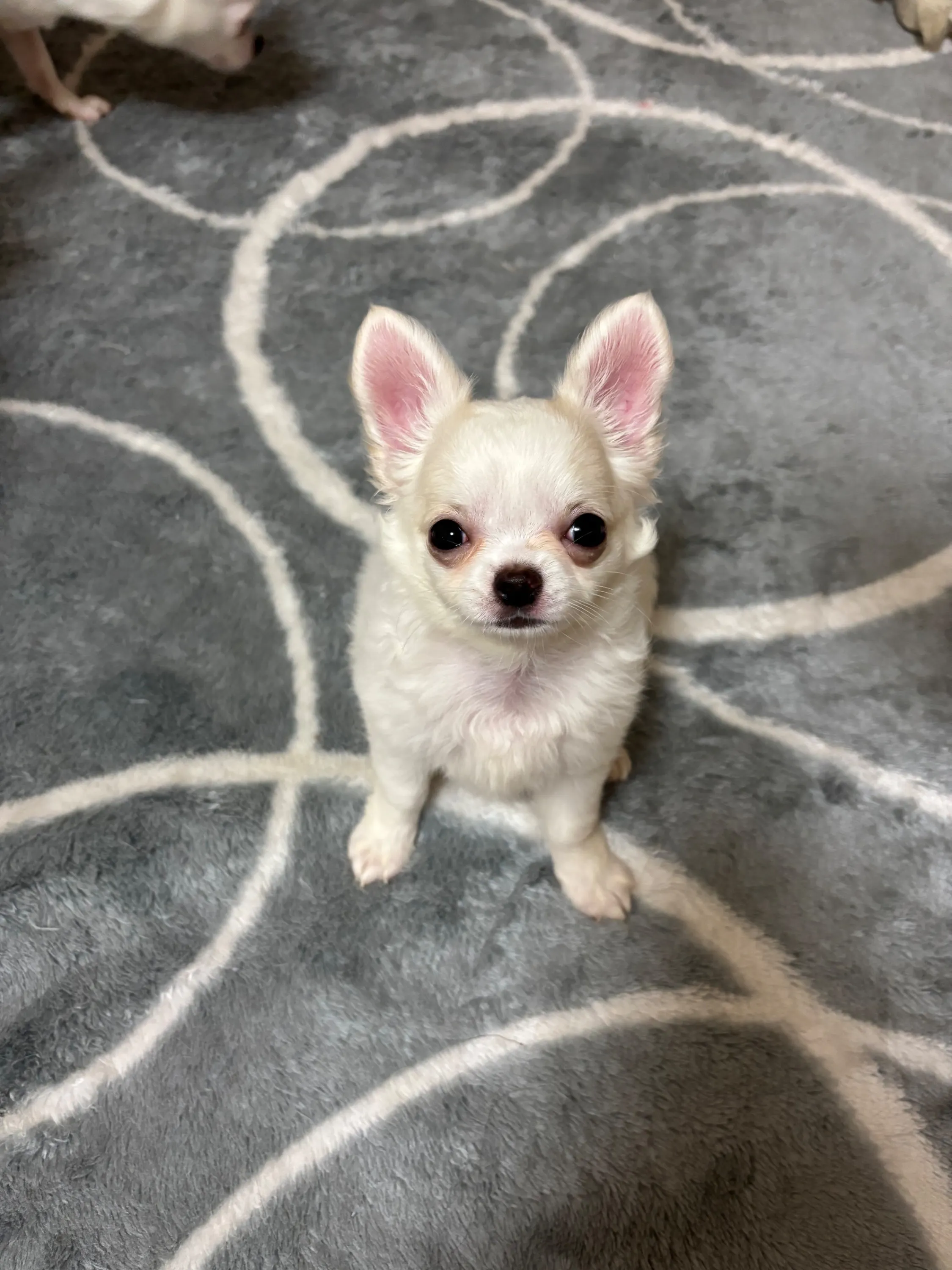 3番目のメイン画像