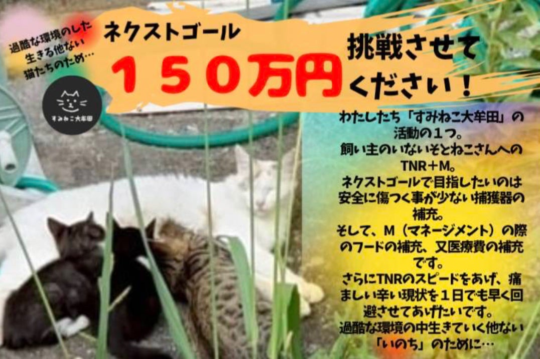 命懸けでたどり着いた猫たちの安心できる棲家を取り戻したい