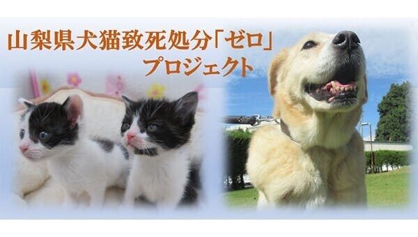 小さな命を守りたい! 山梨県犬猫致死処分「ゼロ」プロジェクト